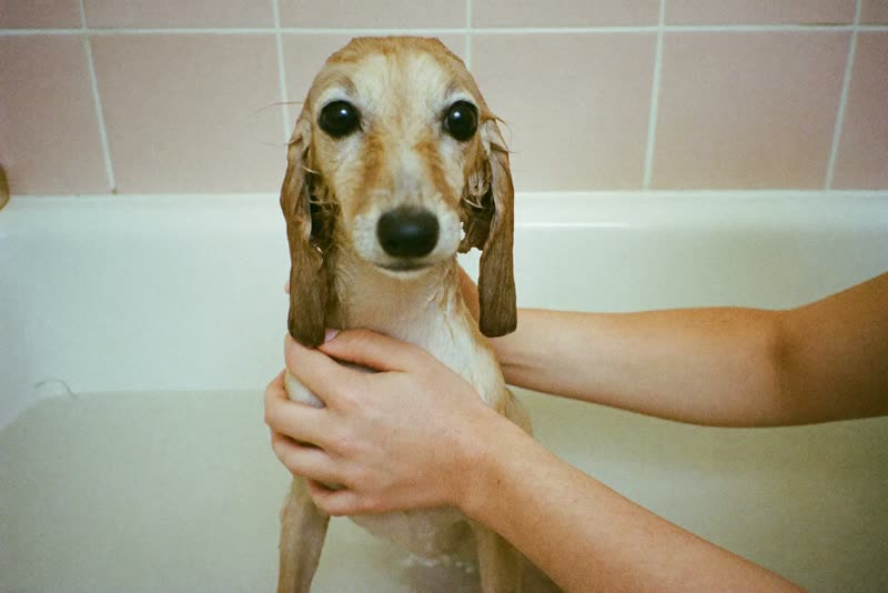 A small dog being carefully handled in the bath