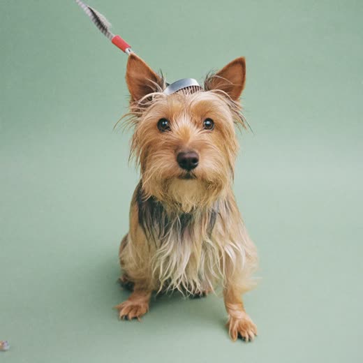 A small dog part-way through a bath and shampoo